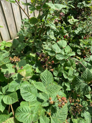 The Abacus Nursery Fruit Garden